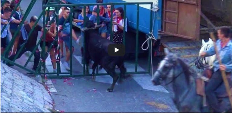 ARAMON (01/09/2019) – Retour en vidéo sur la COURSE + BANDIDO TAUREAUX NEUF