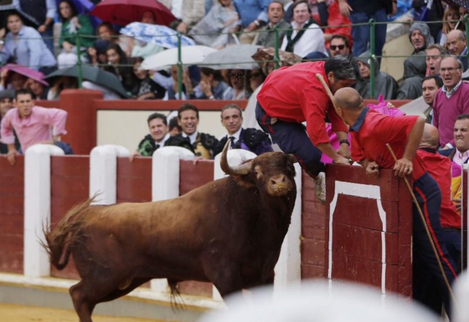 Un monosabio reçoit un coup de corne à Valladolid