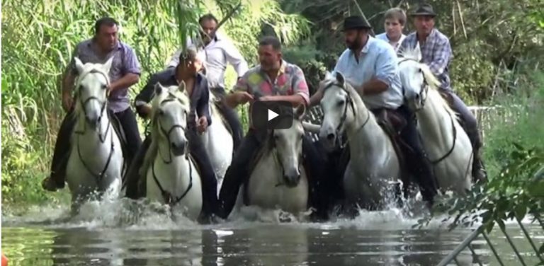 CODOGNAN // Retour en vidéo sur la gase 2019
