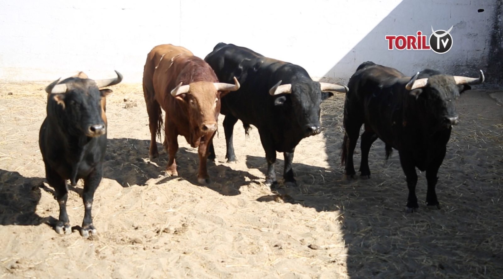DIRECT texte // NIMES (15/09/2019) – Soir – Suivez le direct texte de la corrida de Fuente Ymbro