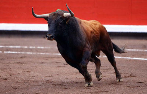 Le toro de combat selon ses cornes…