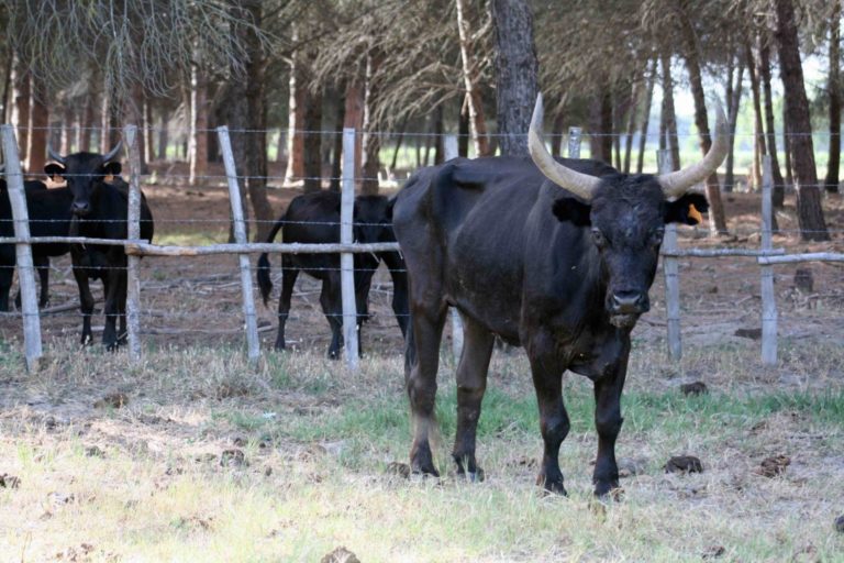GASTOUNET (Manade Saint-Pierre) , un grand taureau nous quitte