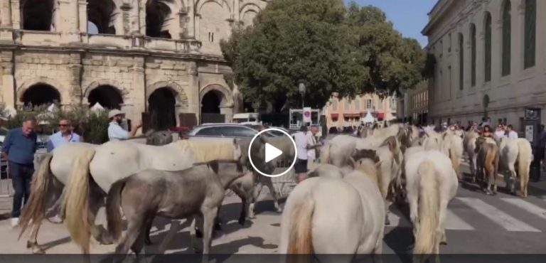 VIDEO // Retour sur la Féria des Vendanges 2019 à Nîmes – Bodegas, animations, rues, concerts…