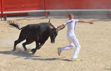 Présentation des taureaux de la finale du Trophée Honneur
