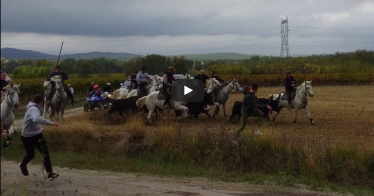 FONTANES (19/10/2019) – Retour en vidéo sur l’ABRIVADO LONGUE + BANDIDO