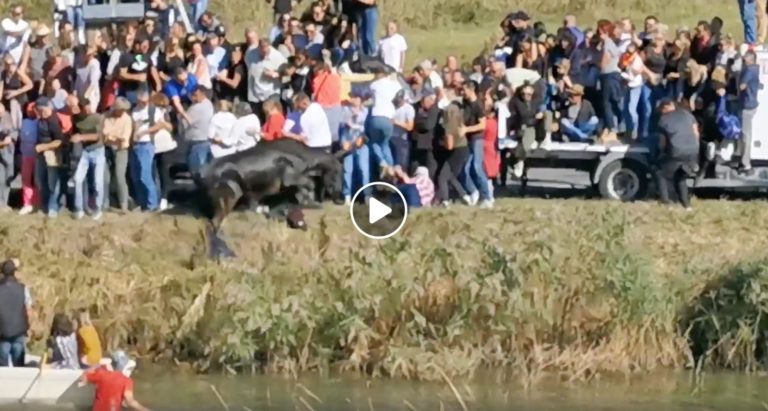 AIGUES MORTES (08/10/2019) – Les meilleures vidéos de LA GASE