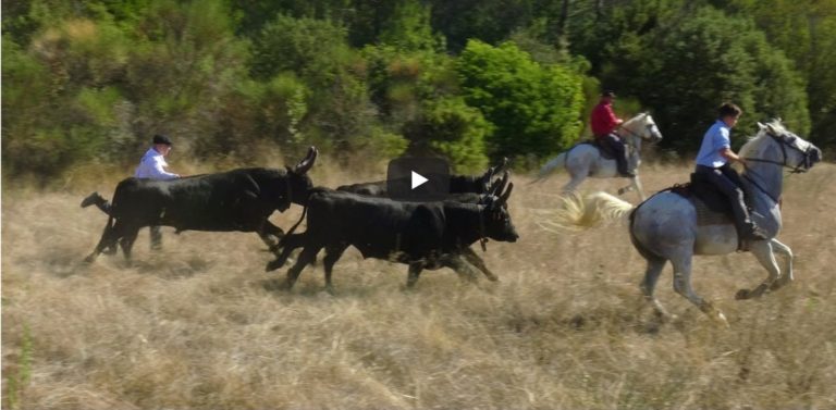 PARIGNARGUES (28/09/2019) – Retour en vidéo sur la journée taurine