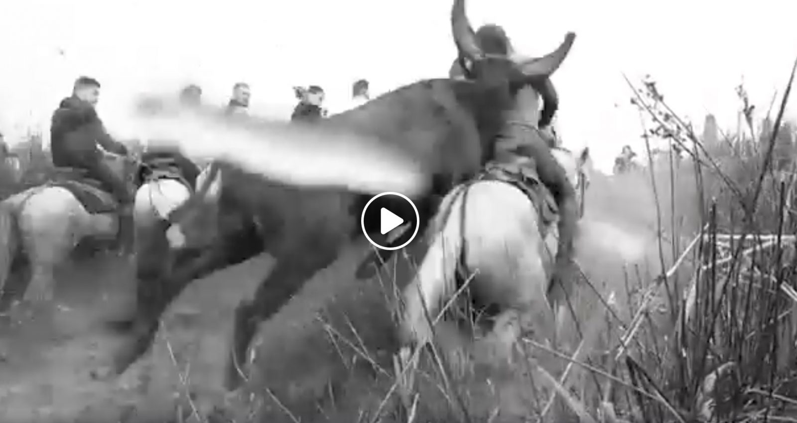 VIDEO DU NET // Le saut du taureau dans les près d’Aigues Mortes