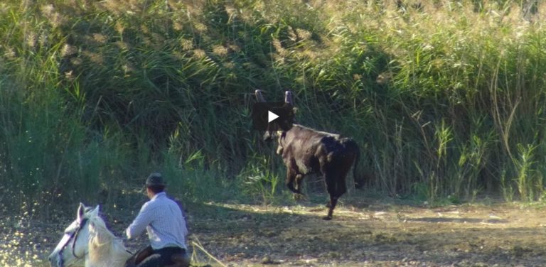 ST MAURICE DE CAZEVIEILLE(29/09/2019) – Retour en vidéo sur la gase