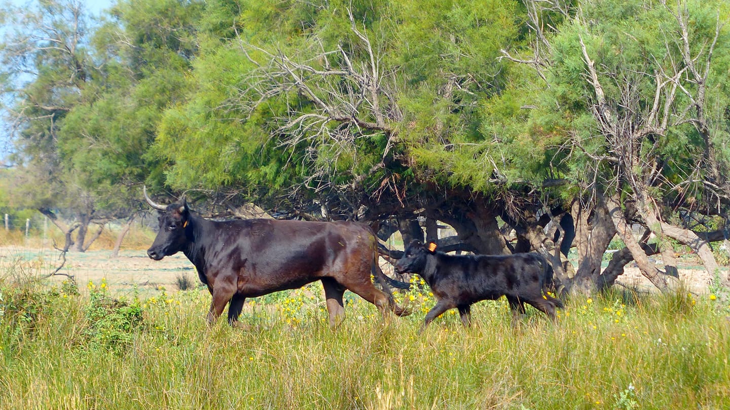 LES MANADIERS ET TRADITIONS CAMARGUAISES EN DANGER