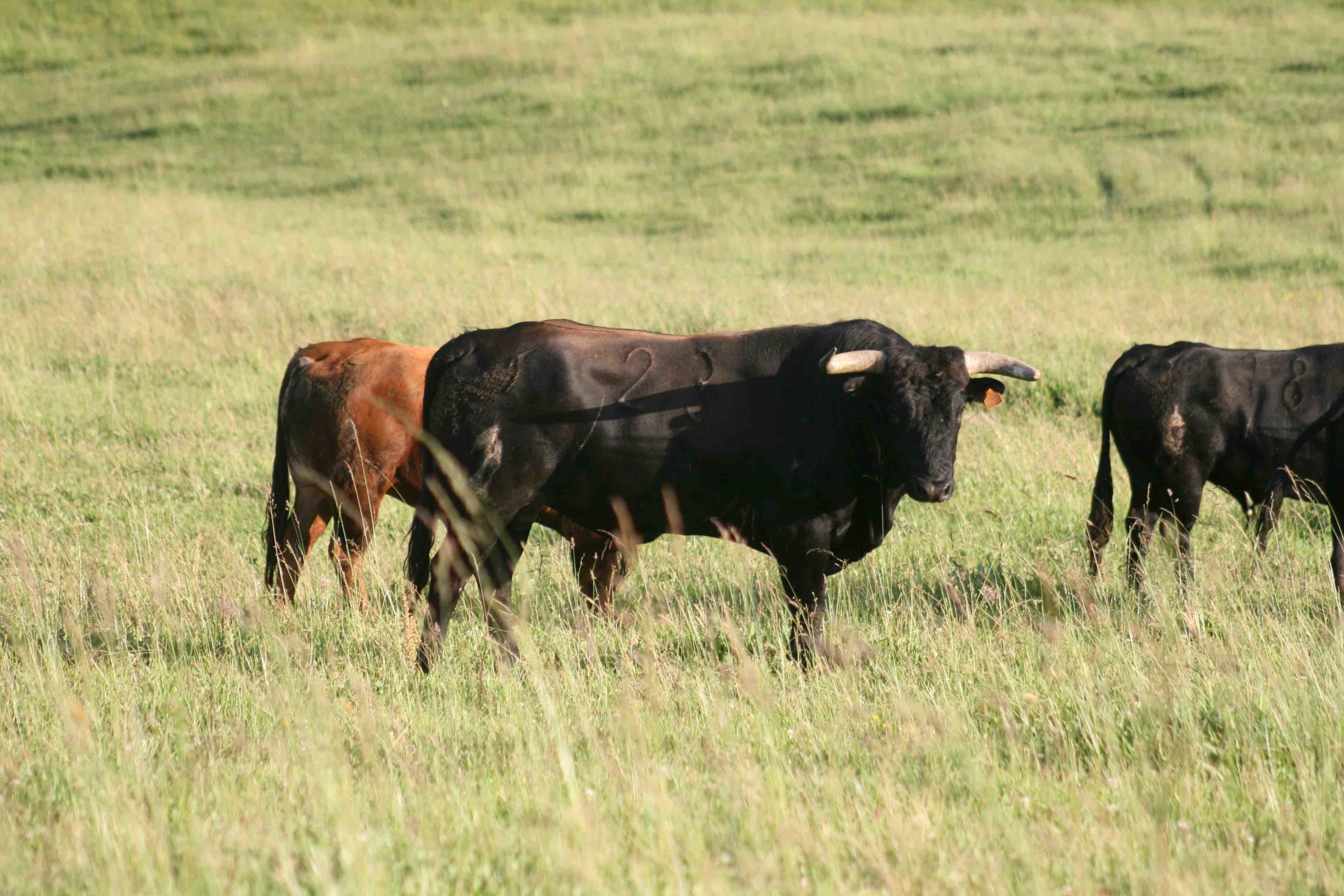 LA GANADERIA DU LARTET : SIMPLEMENT L’AMOUR DU TORO