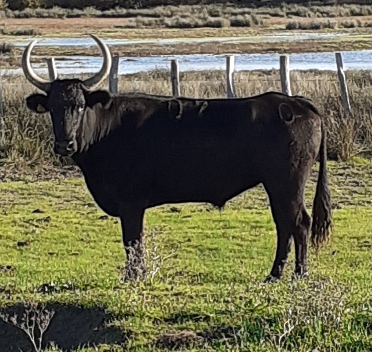 Des nouvelles du Bioù d’Or 2019, Landié