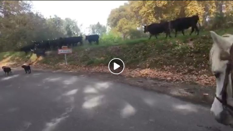 VIDEO // UNIQUE !! Abrivado à l’ancienne des taureaux de la course de la manade Renaud Vinuesa au Cailar (01/10/2019)