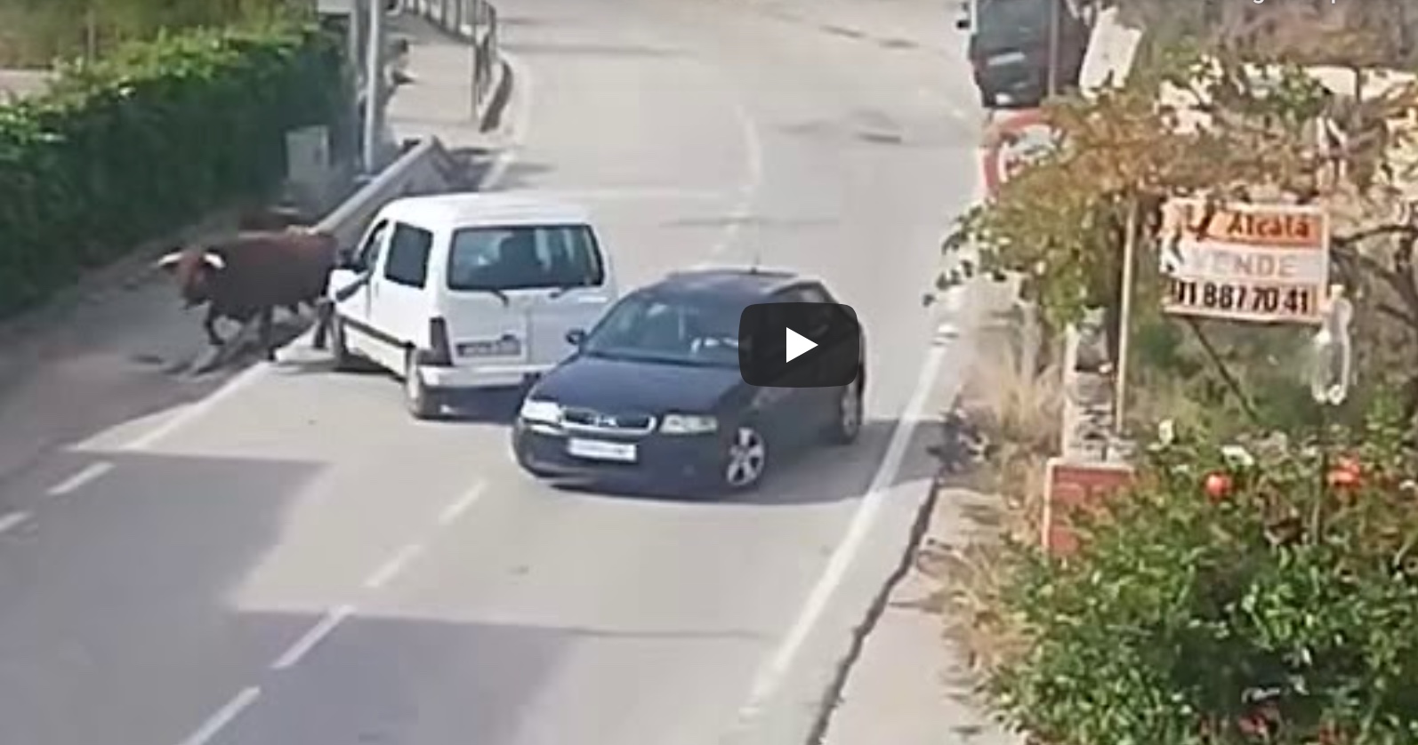 VIDEO // Un toro s’échappe d’une ganaderia et sème la panique dans le centre ville de Pastrana (Guadalajara)