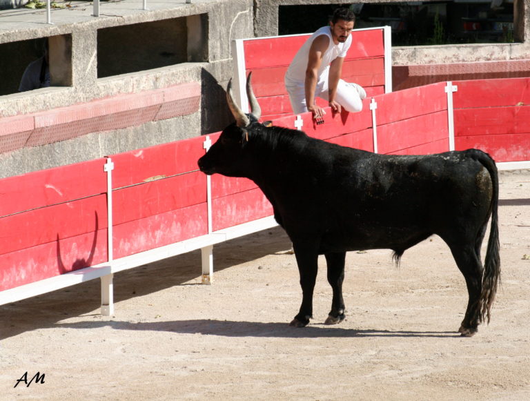 Mots de Bouvino : « Rousigon »