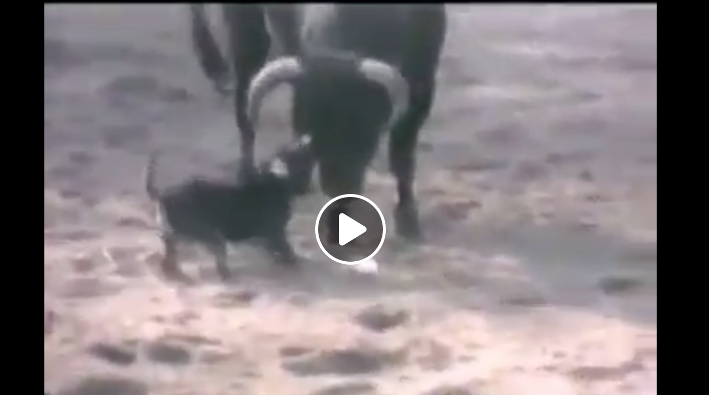 VIDEO DU NET // Le chien sauve un homme avec un quite