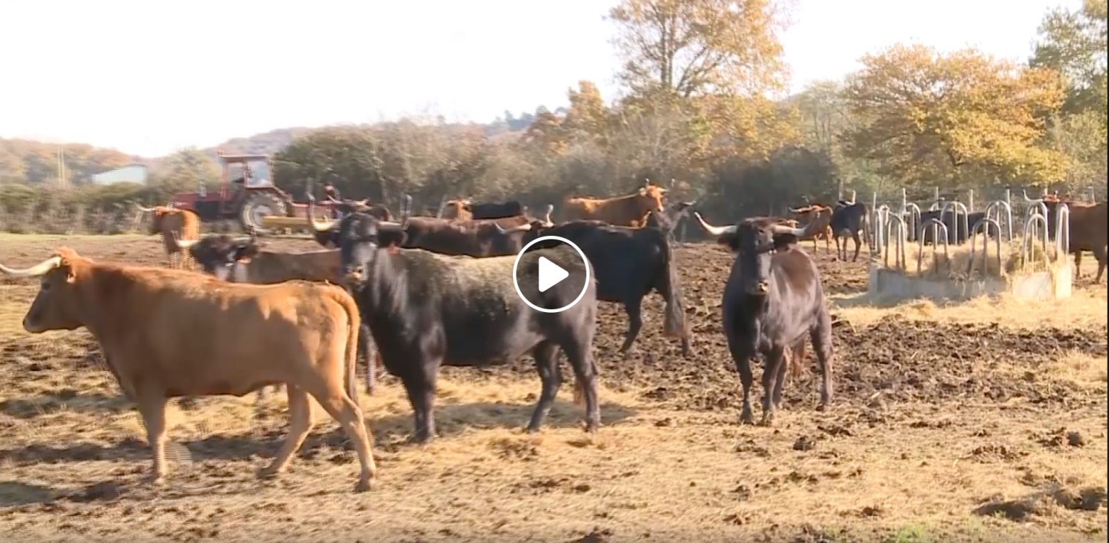 VIDEO // Les coulisses de la Ganaderia Dussau avec Guillaume Dussau