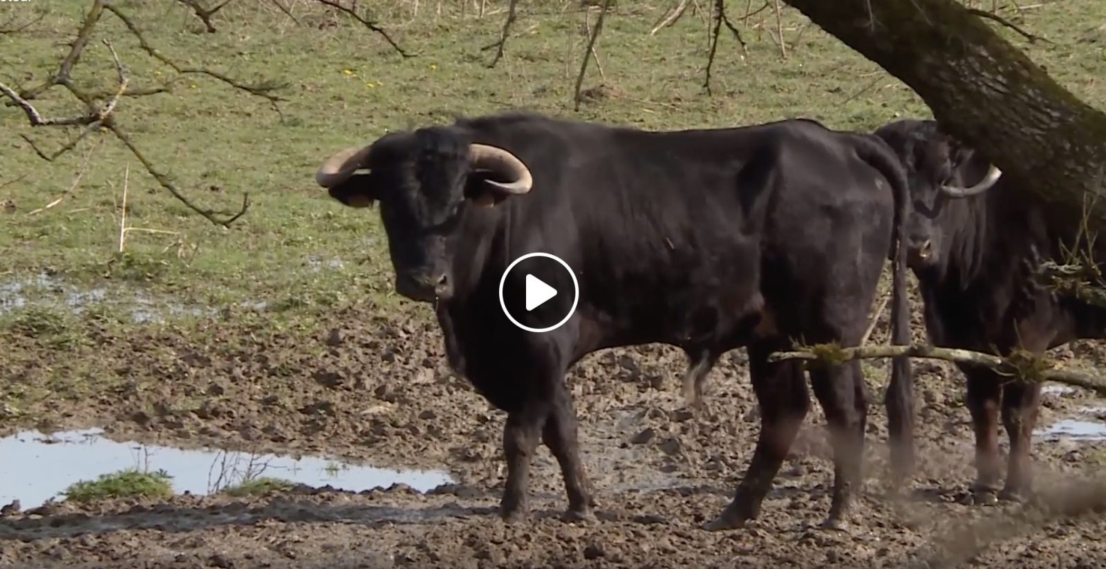 VIDEO // A la découverte de la Ganaderia Maynus