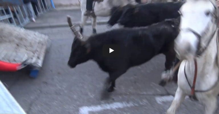 CAISSARGUES (12/01/2020) – Retour en vidéo sur l’abrivado Manade Labourayre