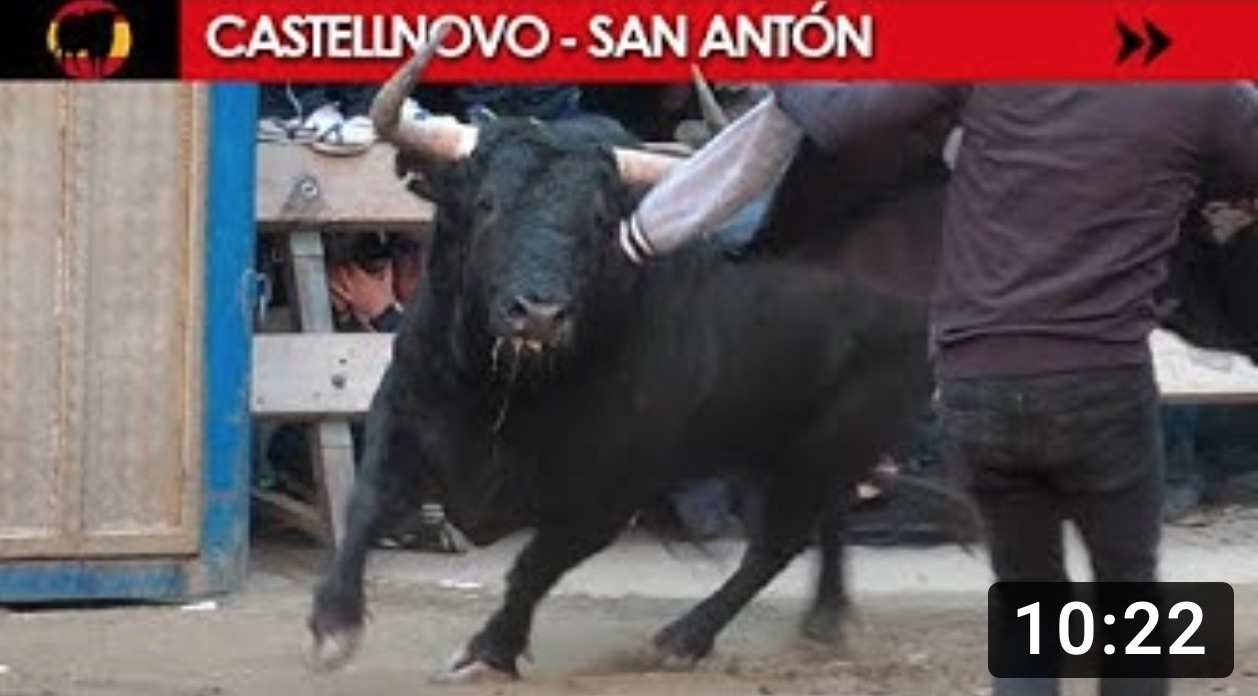 ¡Los primeros toros del año 2020! CASTELLNOVO – SAN ANTÓN / Carlos Charro y Chamaco
