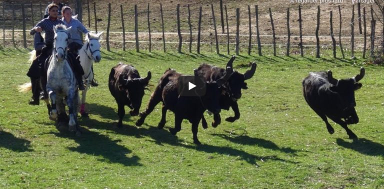 LA CALMETTE (15/02/2020) – Retour en vidéo sur le FESTIVAL D’ABRIVADO EN PAYS