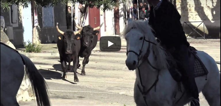 ST GENIES DE MALGOIRES (22/02/2020) – Retour en vidéo sur le FESTIVAL D’ABRIVADO + COURSE DE VACHE