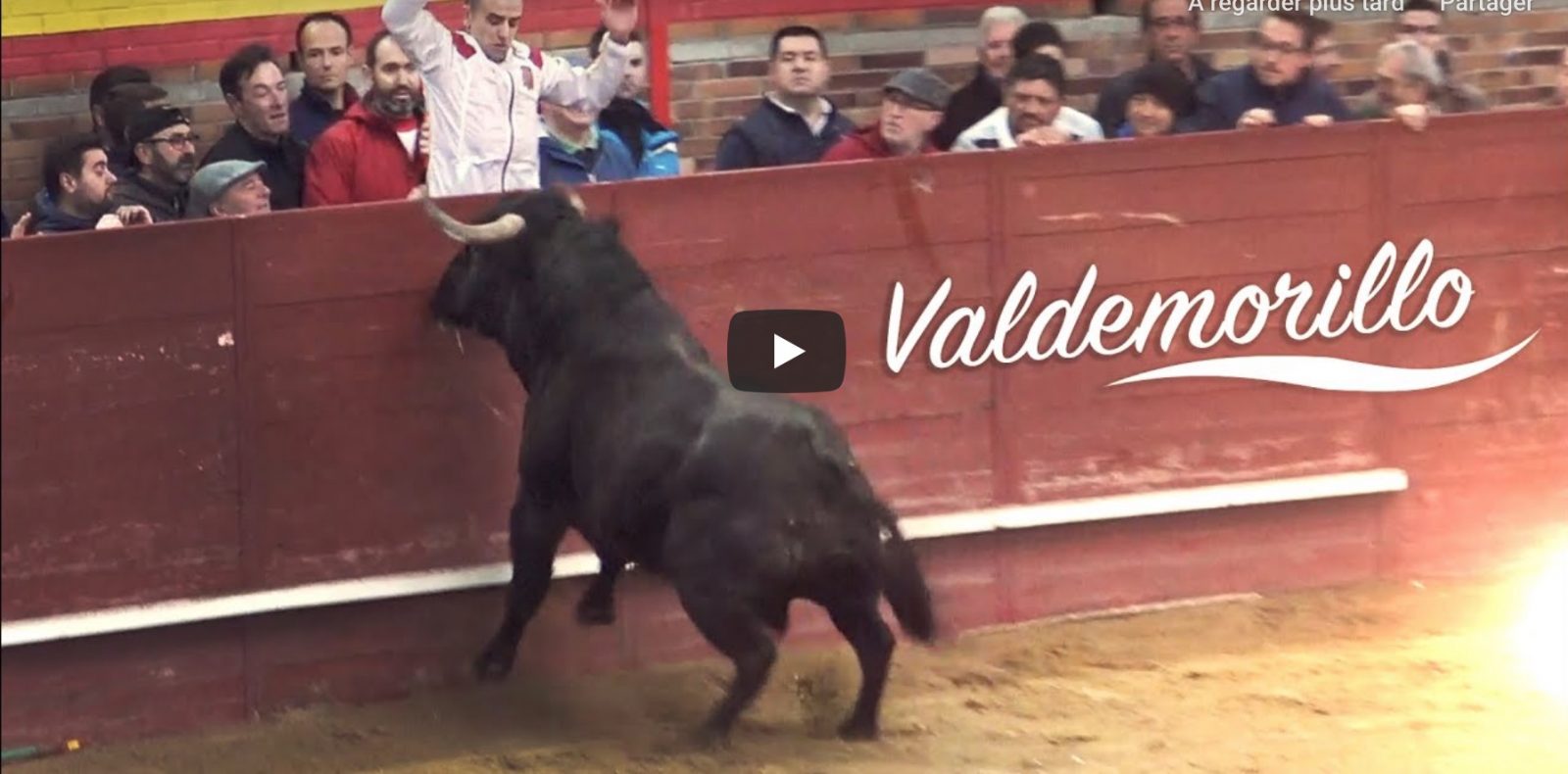 Valdemorillo 2020 Toros Bravos, Suelta y Capea (Mi Corazon es taurino)