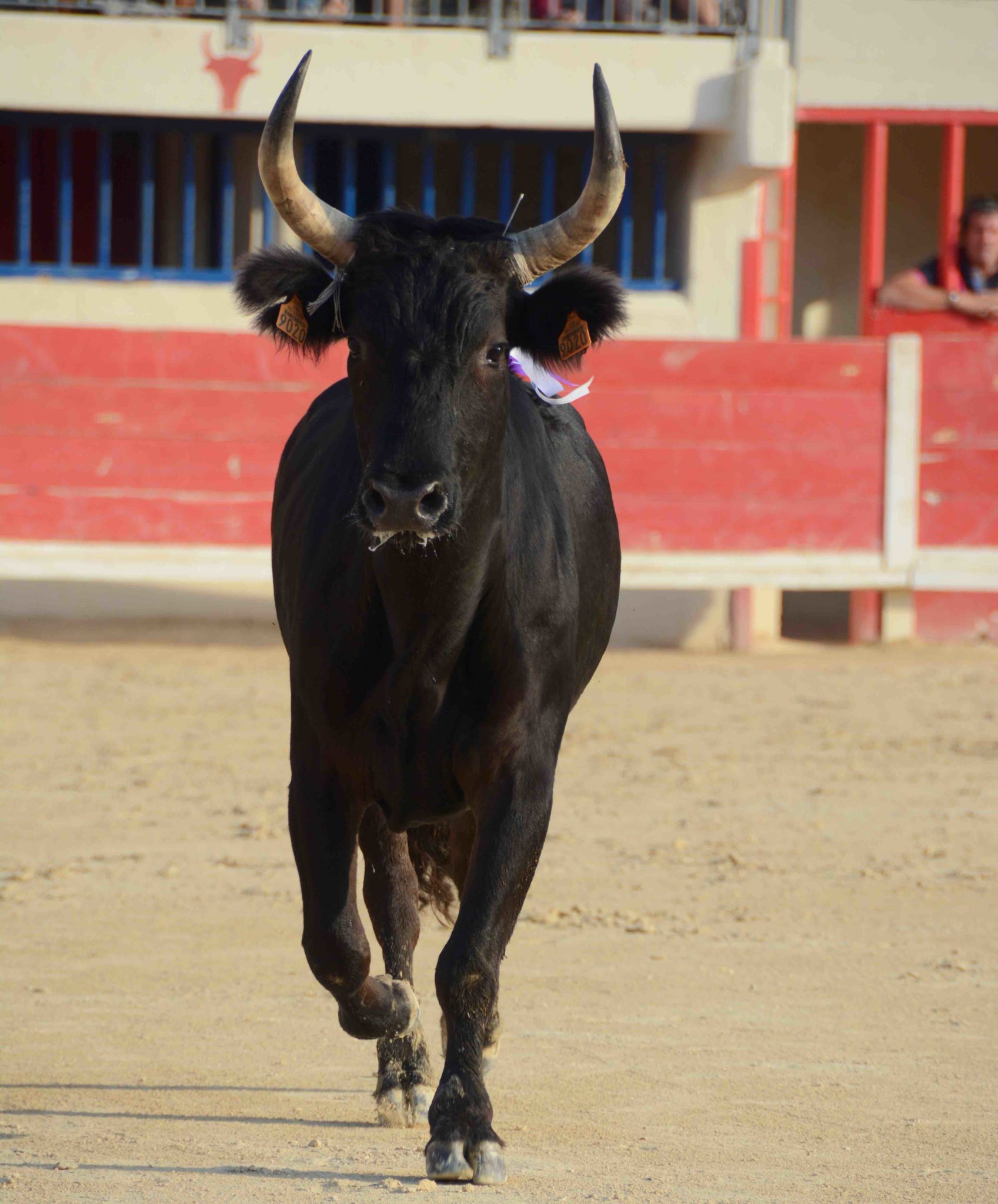 Que Devient Le Taureau Vainqueur Après Une Corrida MANADE DU JONCAS : LES FRUITS DE L’AMBITION | Toril TV | BOUVINE et