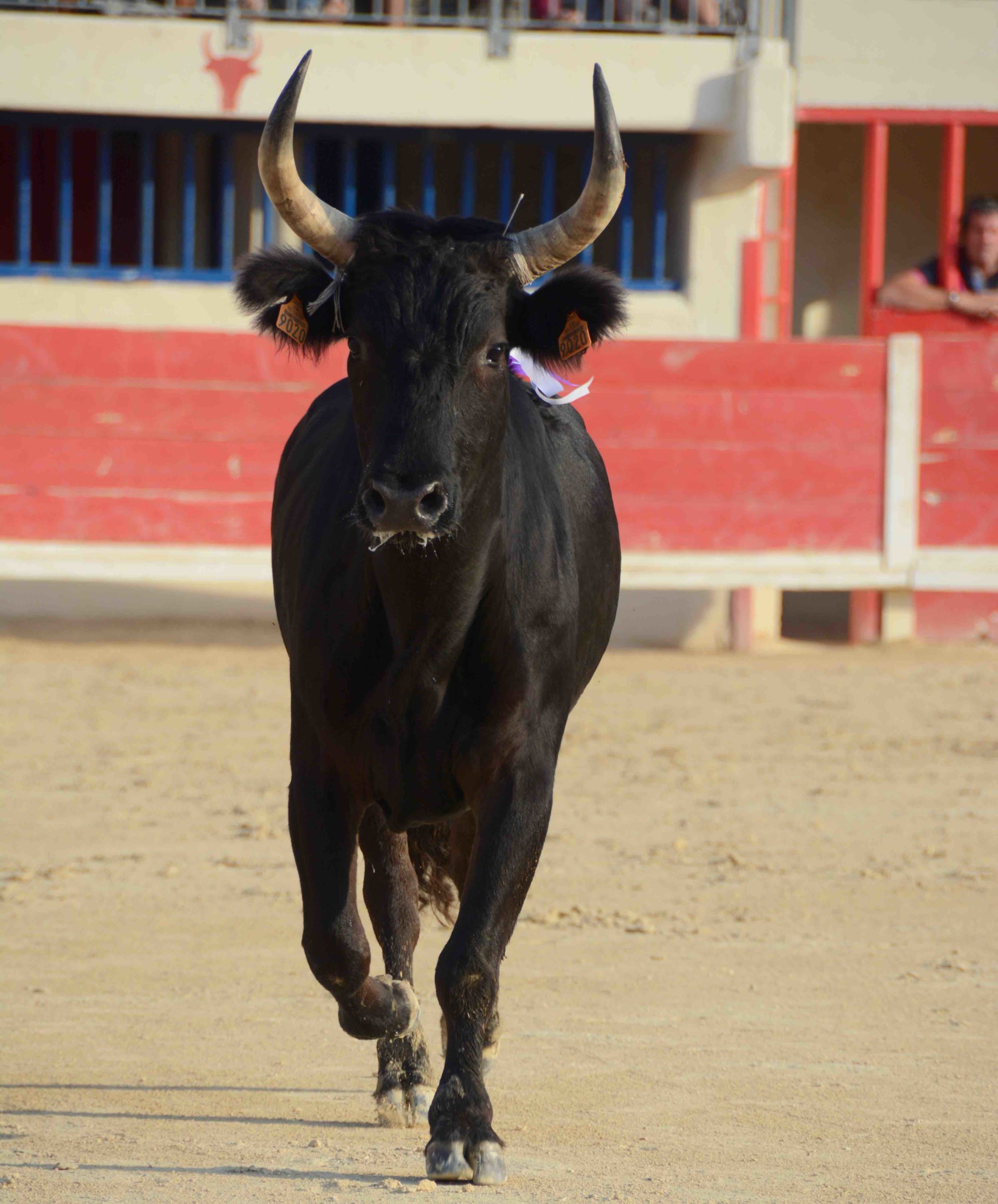 Que Devient Le Taureau Vainqueur Après Une Corrida MANADE DU JONCAS : LES FRUITS DE L’AMBITION | Toril TV | BOUVINE et