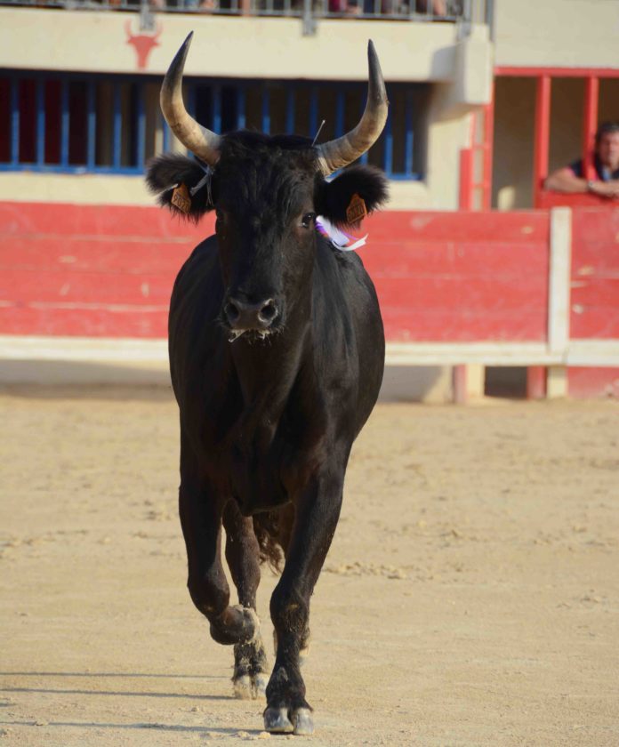 Que Devient Le Taureau Vainqueur Après Une Corrida MANADE DU JONCAS : LES FRUITS DE L’AMBITION | Toril TV | BOUVINE et