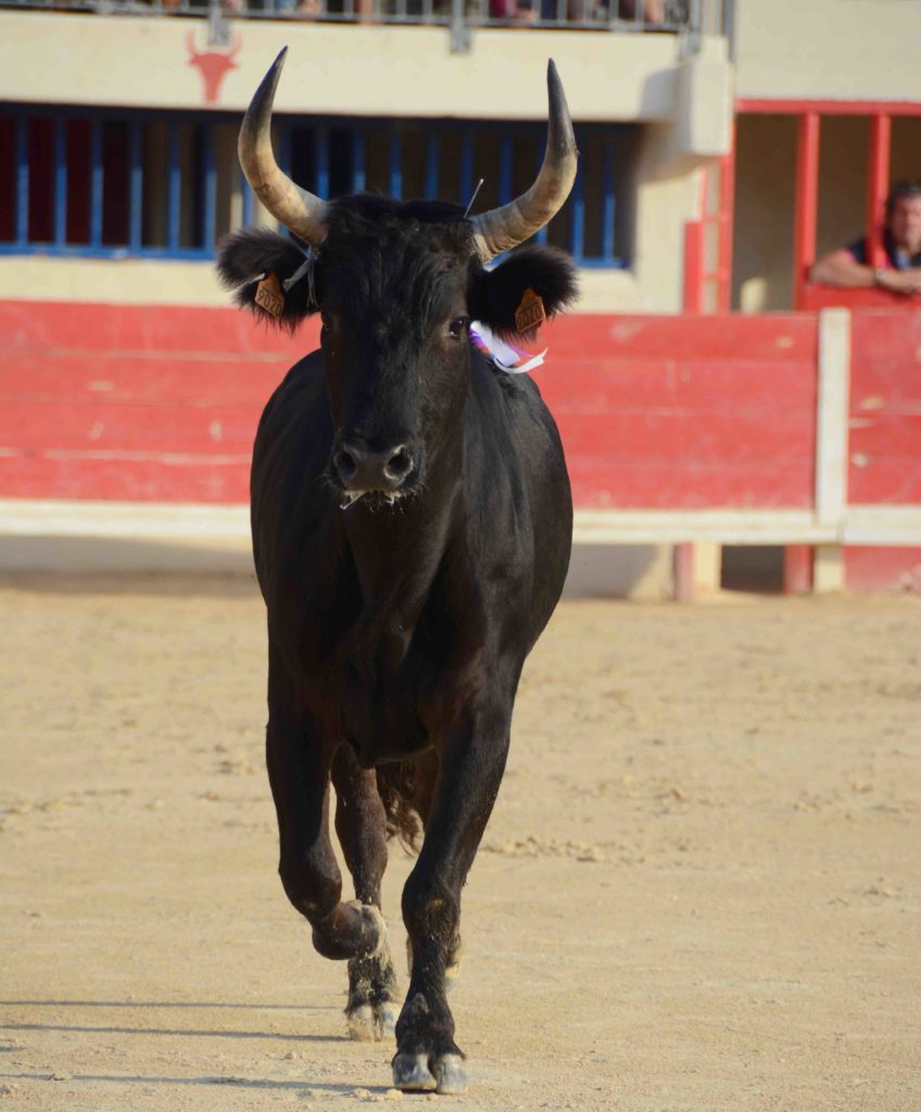 Que Devient Le Taureau Vainqueur Après Une Corrida MANADE DU JONCAS : LES FRUITS DE L’AMBITION | Toril TV | BOUVINE et