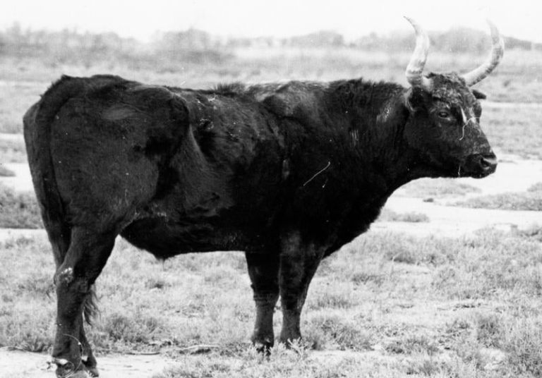 Un taureau légendaire