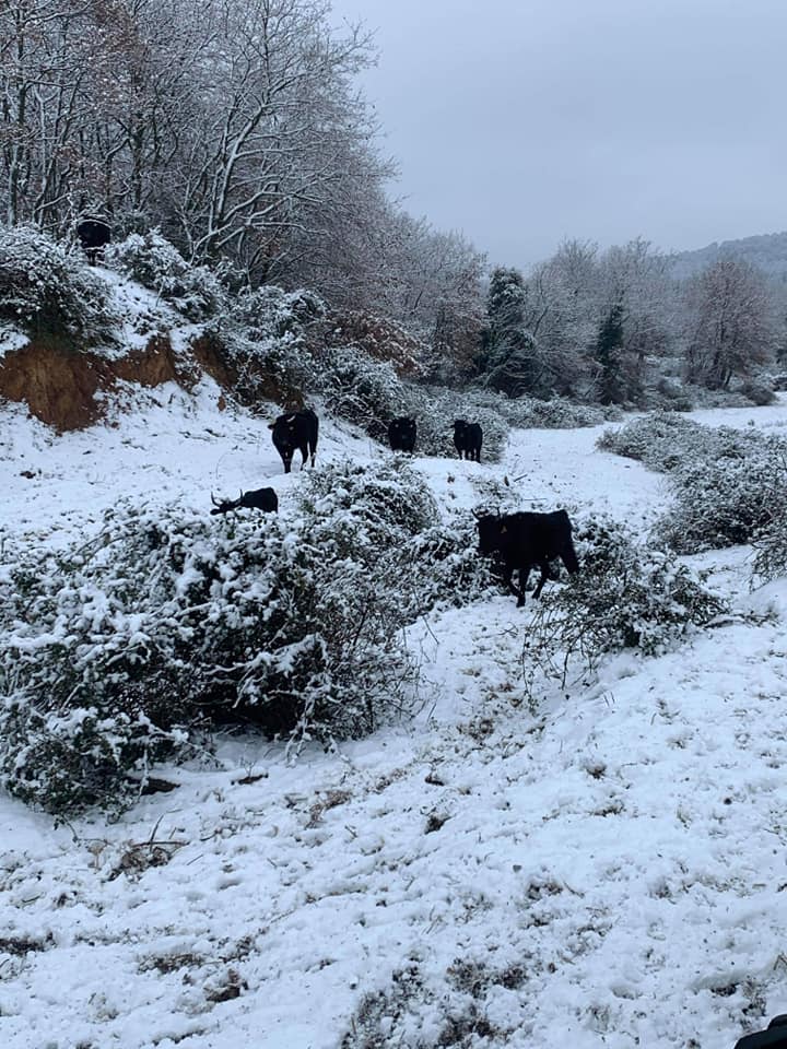 Les taureaux sous la neige