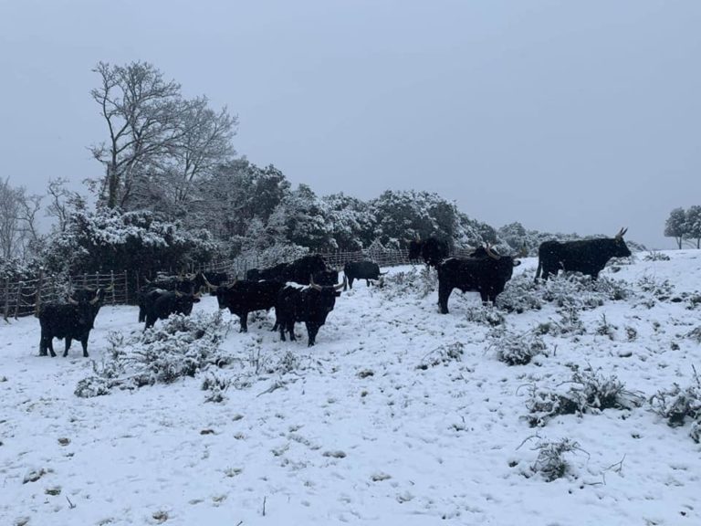 Les taureaux sous la neige