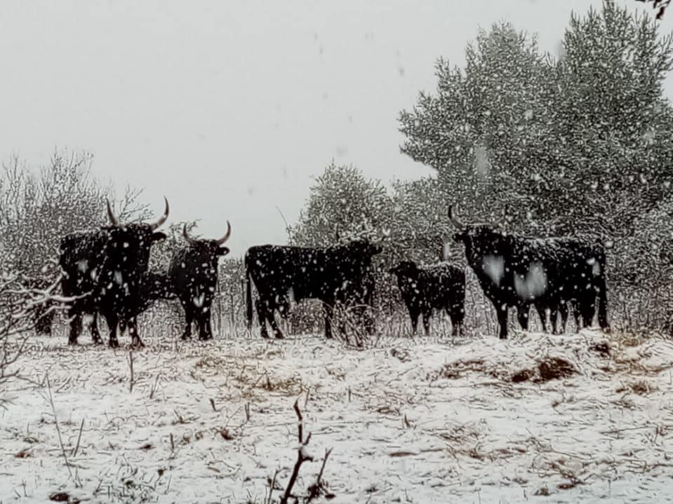 Les taureaux sous la neige