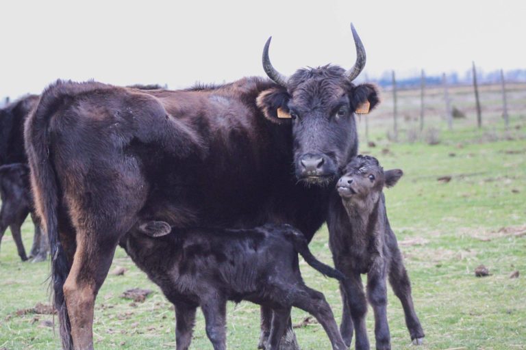 Naissance à la manade Thibaud