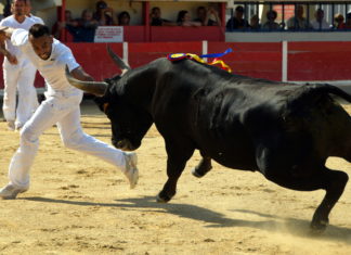 Jamel Bouhargane pendant une course camarguaise