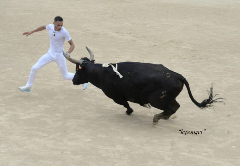 Bestof 2020 Course Camarguaise