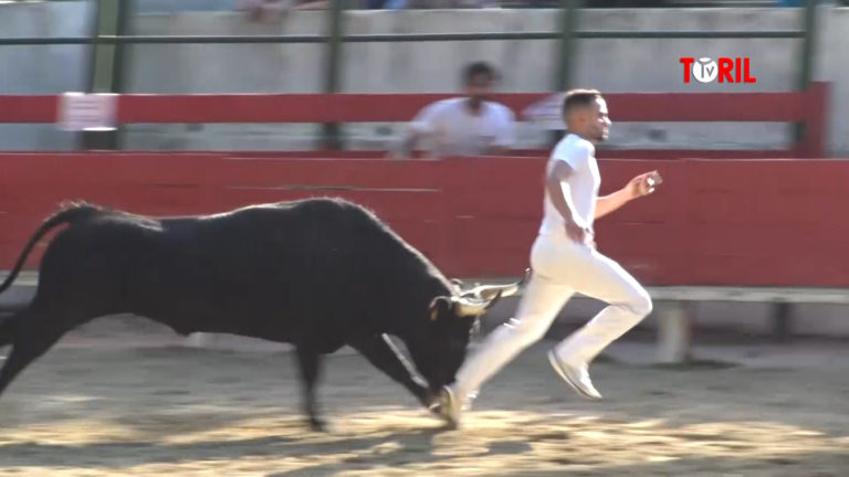 Résumés des courses camarguaises disponibles
