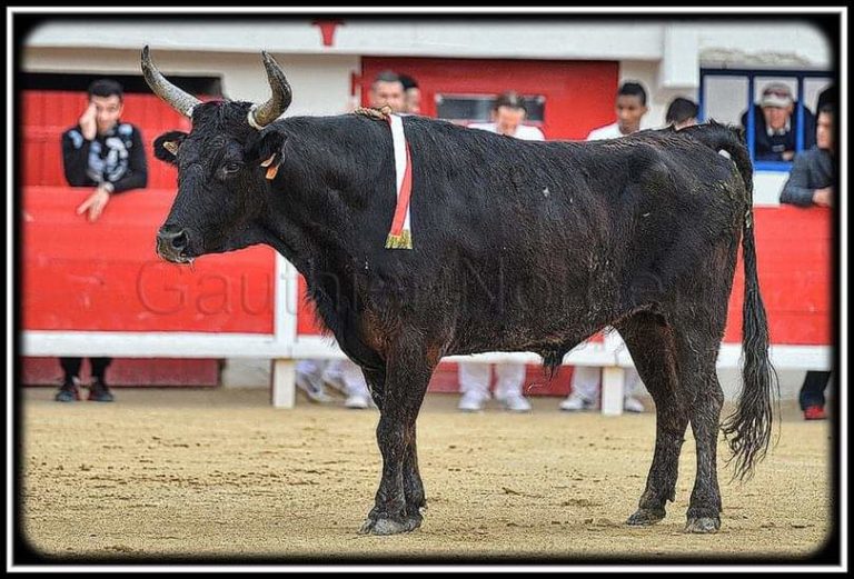 GARLAN au paradis des légendes camarguaises