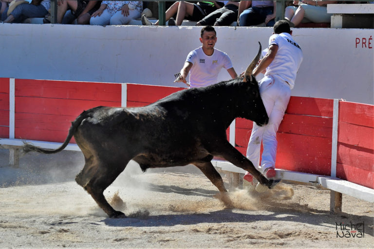 Courses camarguaises du weekend TorilTV