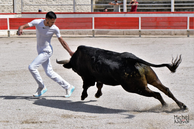 Courses camarguaises du weekend disponibles