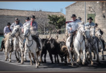 La Roussataio et abrivado