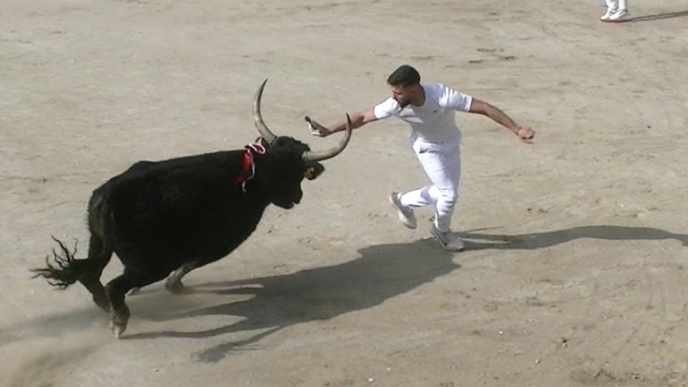 Course Camarguaise Bellegarde Niveau AS