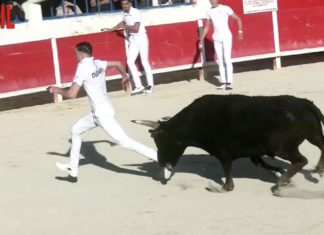 Course Taureaux Jeunes Grau du roi