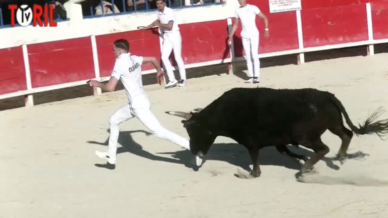 Course Taureaux Jeunes Grau du roi