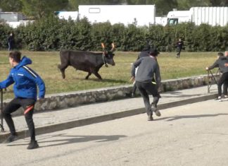 domessargues