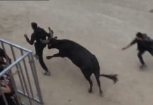 ales encierro