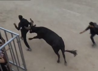 ales encierro