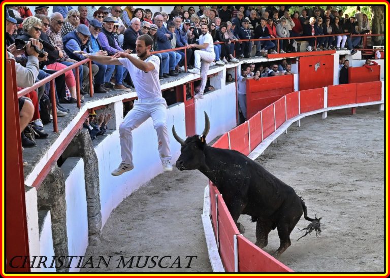 paluds de noves